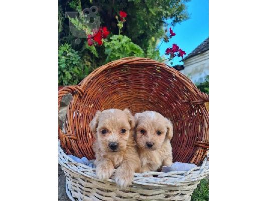 Κουτάβια Maltipoo
